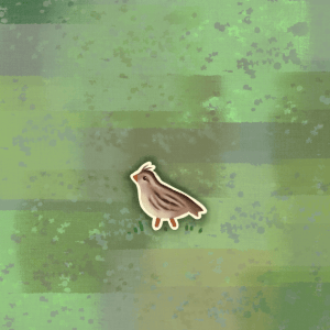 Baby quail 2